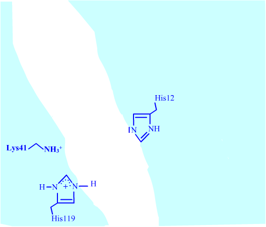 ribonucleasea-catalyse-01 (17K)