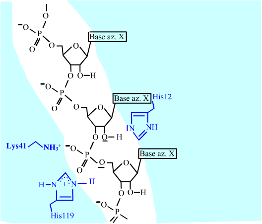 ribonucleasea-catalyse-02 (34K)