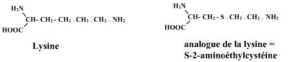 lysine et S-2-aminoéthylcystéine