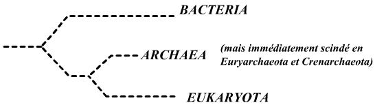 Eubacteria, Archaea, Eukaryota