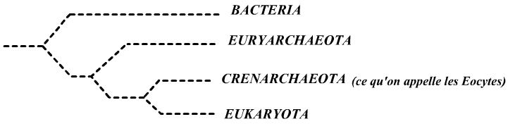 Eubacteria,Euryarchaeota,Crenarchaeota, Eukaryota