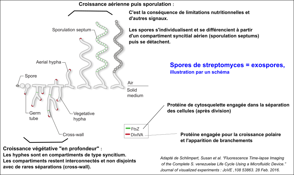 cycle streptomyces et spores