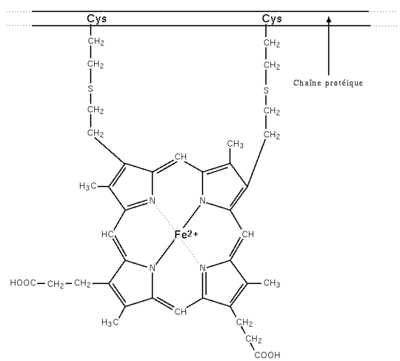 image de cytochrome