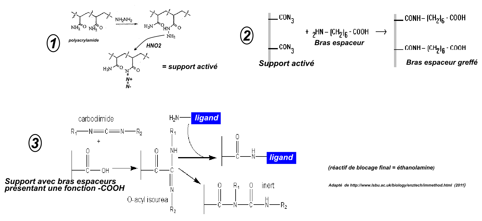 ligand sur polyacrylamide avec bras espaceur
